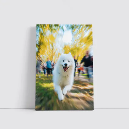 Samoyed Dog Running in Autumn Park