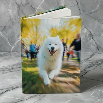 Samoyed Dog Running in Autumn Park