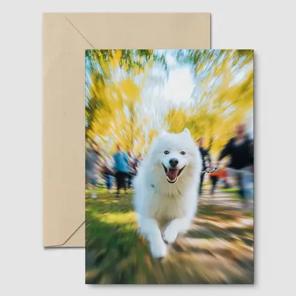 Samoyed Dog Running in Autumn Park