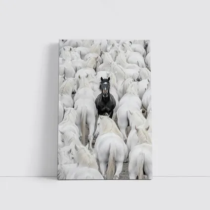 Black Horse Standing Among White Horses