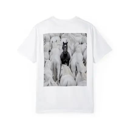 Black Horse Standing Among White Horses