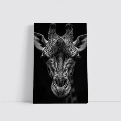 Giraffe Close Up Dark Black Background Portrait