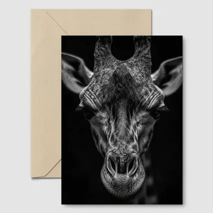 Giraffe Close Up Dark Black Background Portrait