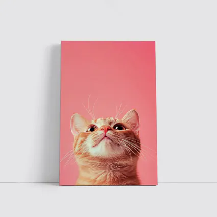 Ginger Tabby Cat Looking Up Pink Background