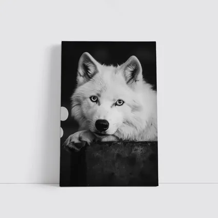 White Wolf Close Up Black White Portrait
