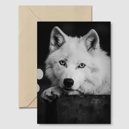 White Wolf Close Up Black White Portrait