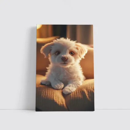 Fluffy White Maltese Puppy On Couch