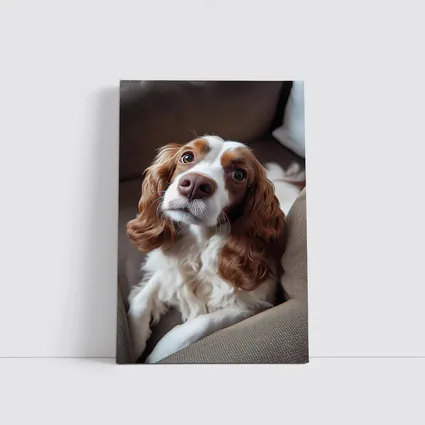 Cavalier King Charles Spaniel On Cozy Sofa