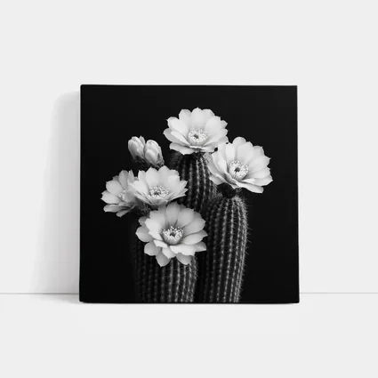 Black And White Cactus Flowers Dark Background