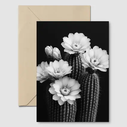 Black And White Cactus Flowers Dark Background