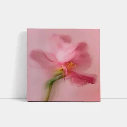 Pink Cosmos Flower Soft Blur Art