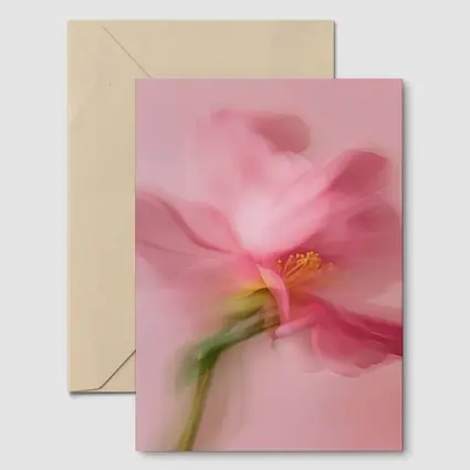 Pink Cosmos Flower Soft Blur Art