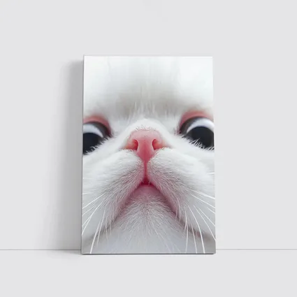 White Cat Close Up Pink Nose Portrait