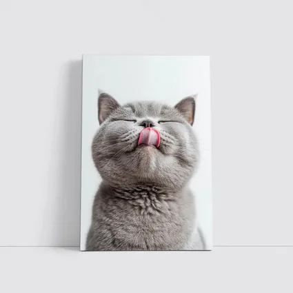 Gray British Shorthair Cat Licking Lips