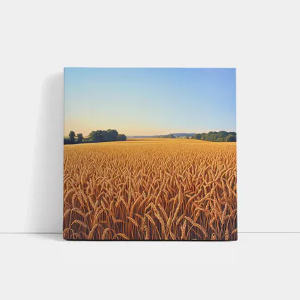 Golden Wheat Field Clear Summer Sky