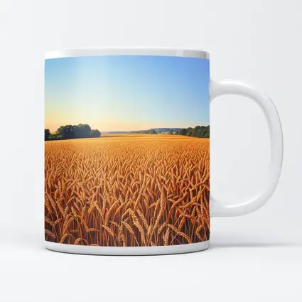 Golden Wheat Field Clear Summer Sky