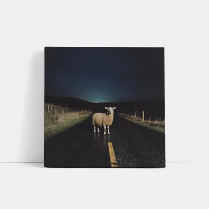 Sheep Standing on Road at Night