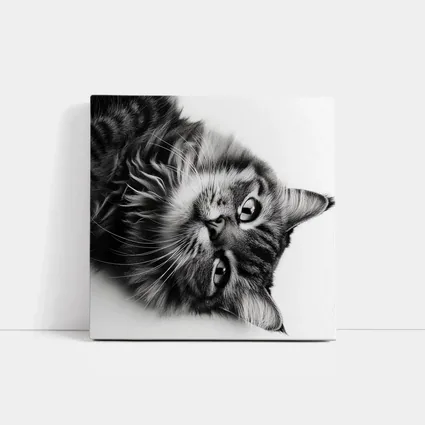 Maine Coon Cat Black and White Portrait