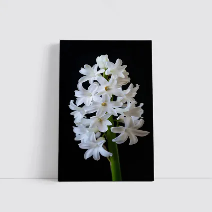 White Hyacinth Flower Black Background