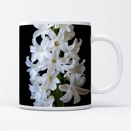 White Hyacinth Flower Black Background