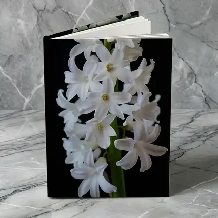 White Hyacinth Flower Black Background