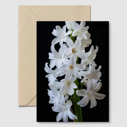 White Hyacinth Flower Black Background