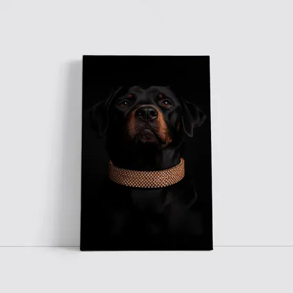 Rottweiler Dog Gold Collar Black Background