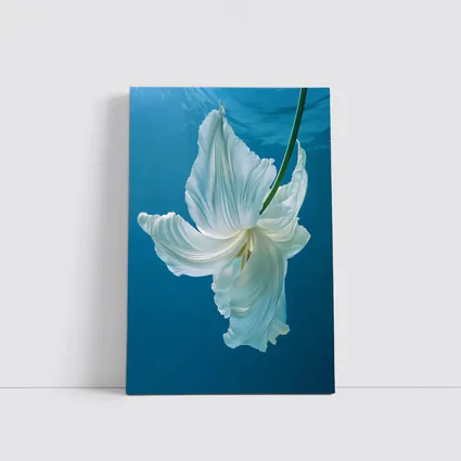 White Tulip Floating Underwater Blue Background