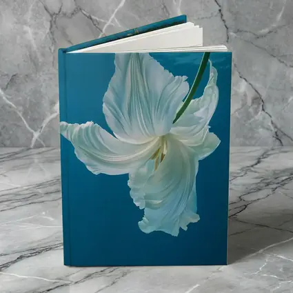 White Tulip Floating Underwater Blue Background