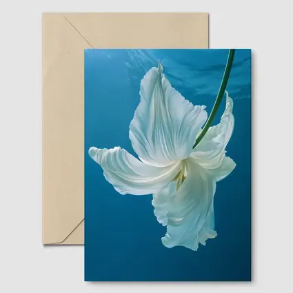 White Tulip Floating Underwater Blue Background
