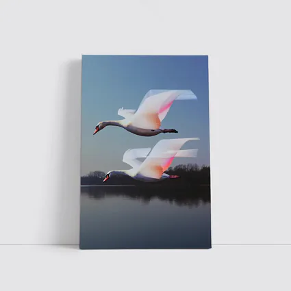 Two Swans Flying Over Calm Lake