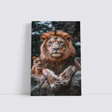 Male Lion Resting On Rocky Surface