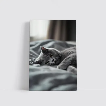 British Shorthair Cat Resting On Gray Bedding