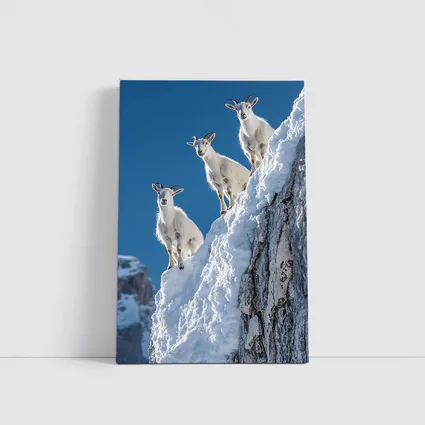 Mountain Goats Climbing Snowy Rocky Cliff