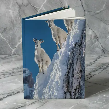 Mountain Goats Climbing Snowy Rocky Cliff