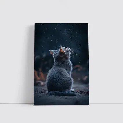 Gray Cat Gazing Up At Starry Night
