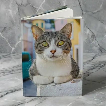 Gray Tabby Cat Green Eyes Colorful Street