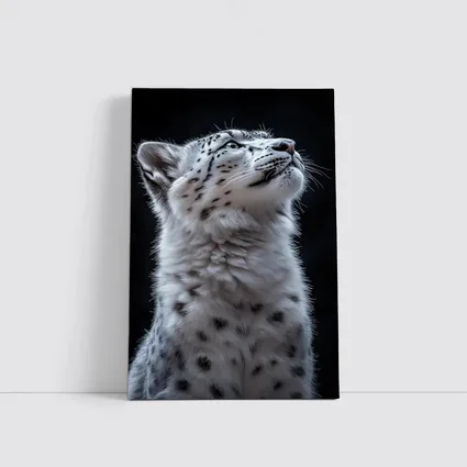 Snow Leopard Cub Looking Up Dark Background