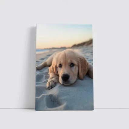Golden Retriever Puppy Resting On Beach