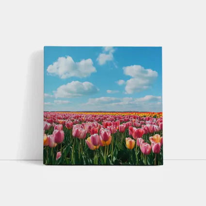 Pink Tulip Field Blue Sky Clouds