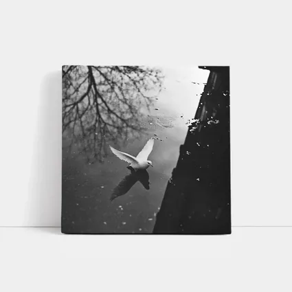 White Dove Flying Over Dark Water