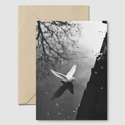 White Dove Flying Over Dark Water