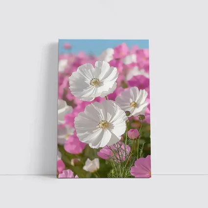 White Cosmos Flowers Pink Field Blue Sky