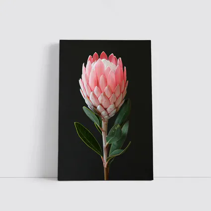Pink Protea Flower Dark Black Background
