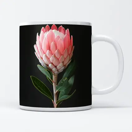 Pink Protea Flower Dark Black Background