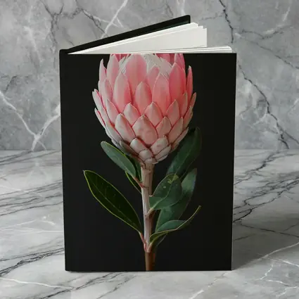 Pink Protea Flower Dark Black Background
