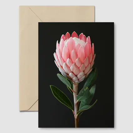 Pink Protea Flower Dark Black Background