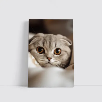 Scottish Fold Cat Close Up Soft Background