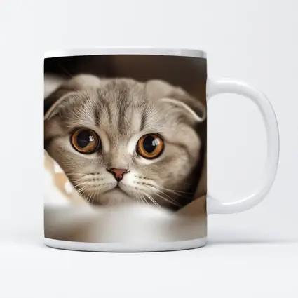 Scottish Fold Cat Close Up Soft Background