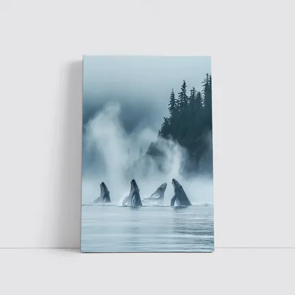 Humpback Whales Breaching Misty Coastal Waters